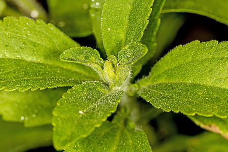 支持食糖 特写叶子饮食植物草本植物宏观医疗绿色草本糖尿病树叶图片