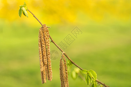 叶子青嫩的黑桃花季节榛子种子木头国家美丽食物森林植物群柳絮图片