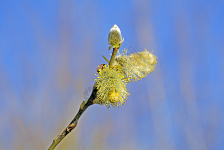 柳花开花季节性植物群宏观植物天空枝条使者柳絮蓝色白色图片