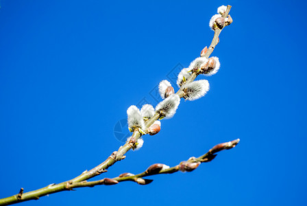 柳花开花白色衬套蓝色信使季节性植物群使者枝条宏观植物图片