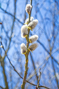 柳花开花季节性枝条白色植物群柳絮宏观衬套植物蓝色使者图片