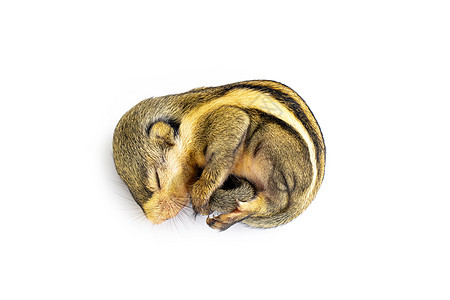黑海拉扬婴儿脱皮松鼠或卷毛宝宝脱皮松鼠针叶林公园生活野生动物哺乳动物热带头发森林栗鼠动物图片