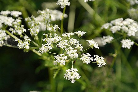 田野上的花朵草地绿色季节叶子花园公园场地植物图片