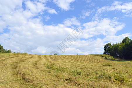 夏季风景乡村森林地平线农村绿色天空土地植物农场草地图片