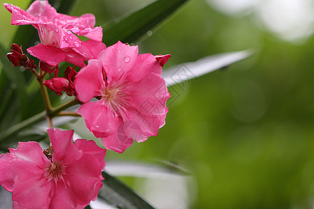 粉红色花朵在雨中浸泡图片