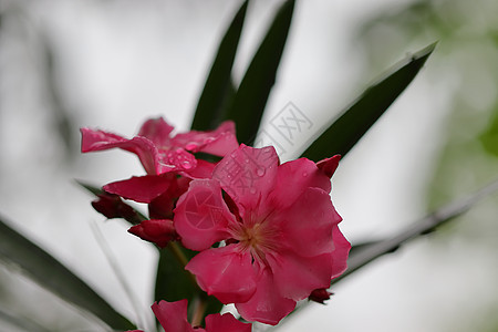 花朵浸在雨水中图片