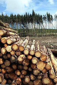 林树松树树原木 被伐木木材的工业成灰砍伐材料建筑材料植物资源植物群木头商品生态活力柴堆图片