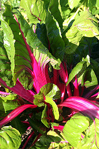 瑞士甜菜 Pink Pass生长食物植物植物群叶子芸苔健康饮食拨款杂货花园图片