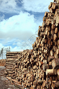 林树松树树原木 被伐木木材的工业成灰砍伐农村树干林业活力植物商品燃料生态建筑材料资源图片
