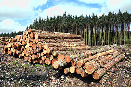 被砍伐的树木林树松树树原木 被伐木木材的工业成灰砍伐链锯记录植物群资源农村生态松林森林林业植物背景