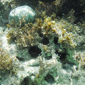 希腊水下生物多样性气候热带射线杂草浮潜海藻风景浮游生活图片