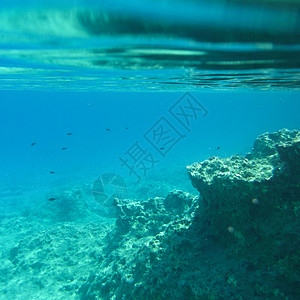 希腊水下生物阳光生活海草植物群浮游游泳蓝色植物海洋热带图片