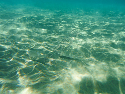 希腊水下生物阳光太阳热带环境杂草射线生活海浪海草潜水图片
