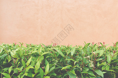 在水泥墙上生长的绿色植物树叶花园环境植物园艺生态叶子图片