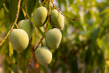 原始野生绿芒果挂在树枝上 缝合异国生产食物植物橙子水果生长季节花园情调图片