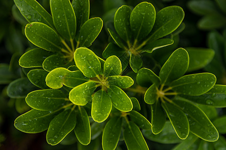 舍夫勒拉活性植物叶上的水滴生态植物学环境花园紫丁香热带叶子晴天花序绿化图片