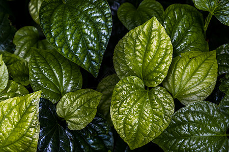 野生槟榔叶灌木新鲜的新绿色心形叶子生态蔬菜植物热带草本植物衬套花园生长环境森林图片