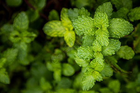 薄薄背景绿叶叶子草本植物花园生长蔬菜植物农场药品食物薄荷图片