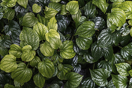 野生槟榔叶灌木新鲜的新绿色心形叶子草本植物生长花园衬套森林生态植物蔬菜植物学热带图片
