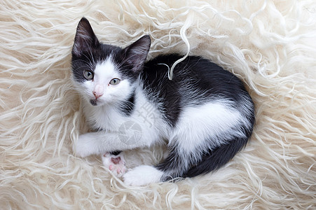 小可爱小猫咪 躺在柔软的格子上休息宠物叶子婴儿黑与白小猫图片