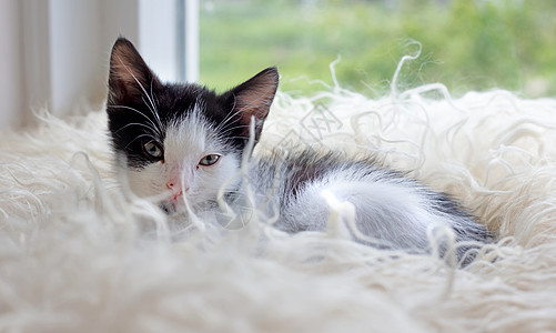 小可爱小猫咪 躺在柔软的格子上婴儿宠物小猫黑与白休息叶子图片