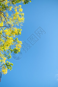 泰国全国花朵 Cassia 瘘管病泰国国家花卉淋浴花园公园植物热带花瓣植物群决明子黄色图片