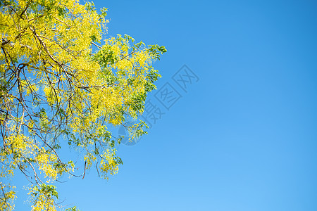 泰国全国花朵 Cassia 瘘管病泰国国家花卉花园植物黄色植物群花瓣热带决明子公园淋浴图片