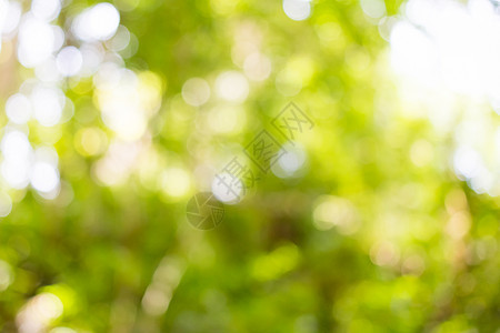 丛林中模糊的绿叶植物学森林季节花园阳光白色太阳叶子风景背景图片
