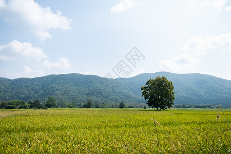 泰拉清莱具有山地背景的绿稻田农场天空季节场地旅行生长草地栽培土地环境图片