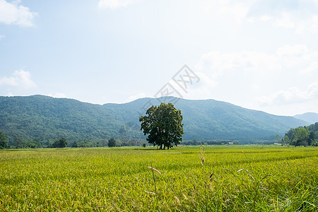 泰拉清莱具有山地背景的绿稻田农田植物季节天空文化食物农场太阳草地土地图片