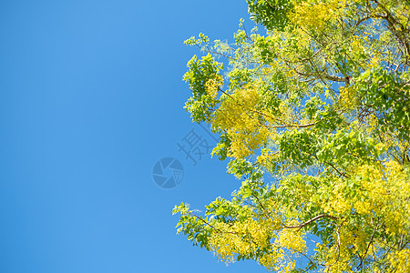 泰国全国花朵 Cassia 瘘管病泰国国家花卉植物花瓣淋浴黄色决明子植物群公园热带花园图片