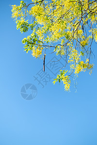 泰国全国花朵 Cassia 瘘管病泰国国家花卉花瓣植物植物群公园决明子淋浴花园热带黄色图片