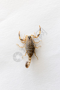 白底的棕蝎子危险捕食者荒野棕色尾巴条纹黄色生物昆虫刺痛图片