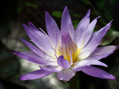 莲花花冥想树叶情调植物热带花瓣池塘异国植物学叶子图片