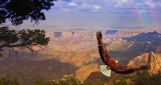 鹰飞越大峡谷图片