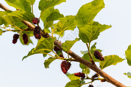 树枝上挂着新鲜的毛莓紫色果味场地浆果茶点花园水果植物叶子食物图片