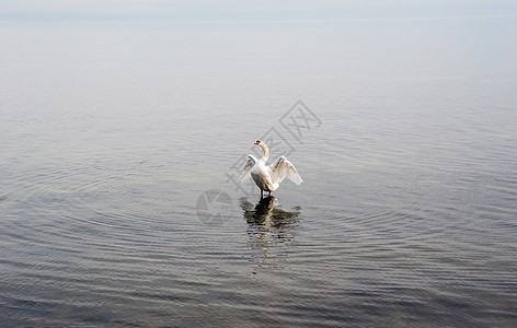 独白天鹅在水上打开翅膀图片