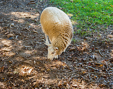 单羊在地面上放牧图片
