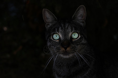 一只在黑暗中睁大绿眼的猫图片