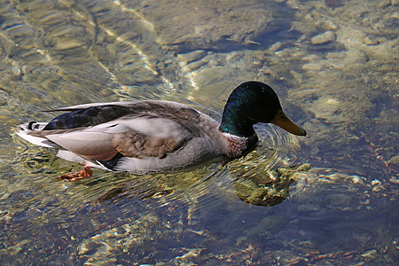 野鸭在寒冷清澈的水中游泳图片