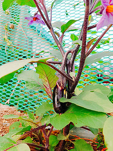 特写茄子营养植物饮食农业蔬菜收成花园市场生产紫色图片