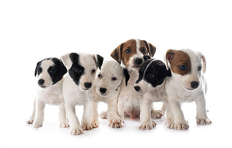 小小狗杰克 鲁塞尔大鼠动物工作室白色黑色团体宠物棕色背景图片