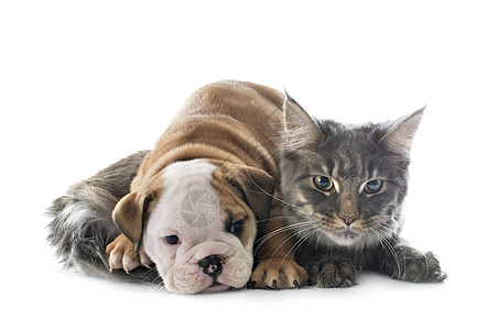 小狗和小猫朋友们动物宠物英语斗牛犬工作室灰色图片