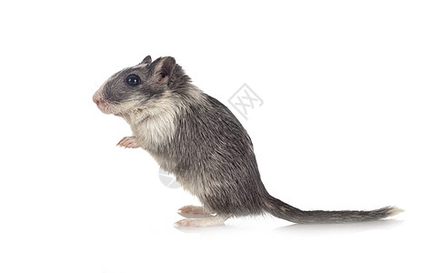 演播室的沙鼠宠物灰色白色工作室双色动物老鼠背景图片