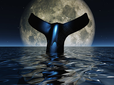 鲸尾生物潜艇座头鲸荒野游泳鲨鱼环境涟漪蓝色哺乳动物图片