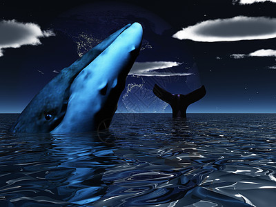 鲸鱼蓝色哺乳动物旅行动物暴跌地平线手表座头鲸潜水尾巴图片