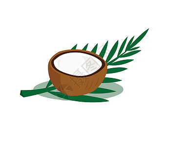 棕色椰子 叶子在白色背景下被隔离小吃种子插图营养棕榈异国热带饮食水果甜点图片
