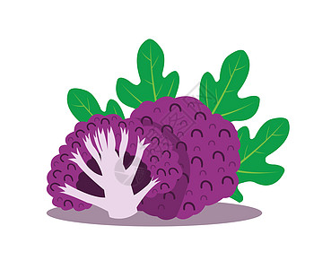 孤立在白色背景上的紫色花椰菜树叶维生素淡紫色叶子饮食热带季节水果食物沙拉图片