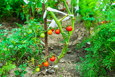 在花园的树枝上种植不熟和成熟的樱桃西红柿蔬菜食物植物沙拉收成叶子农场园艺生长温室图片