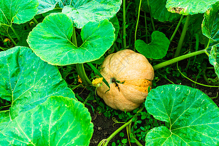 靠近南瓜 花园里长着大萝卜种植园花瓣素食食物菜园蔬菜生长卷须藤蔓园艺图片